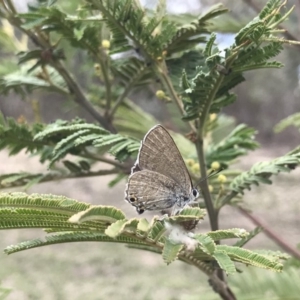 Jalmenus icilius at Chifley, ACT - 2 Dec 2018 11:54 AM