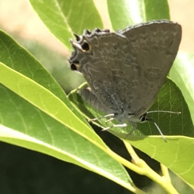 Jalmenus icilius (Amethyst Hairstreak) at Australian National University - 7 Dec 2018 by PeterR