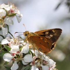 Trapezites eliena (Orange Ochre) at Paddys River, ACT - 23 Nov 2018 by PeterR