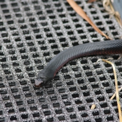 Pseudechis porphyriacus (Red-bellied Black Snake) at Paddys River, ACT - 18 Nov 2018 by PeterR