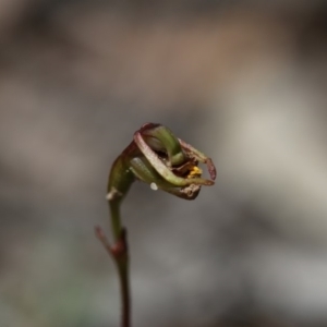 Caleana minor at Hackett, ACT - suppressed