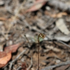 Caleana minor at Hackett, ACT - suppressed