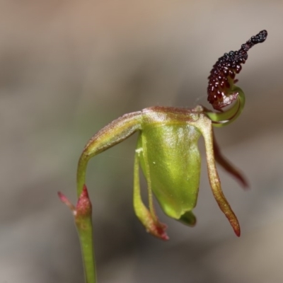Caleana minor (Small Duck Orchid) at Hackett, ACT - 29 Nov 2018 by PeterR