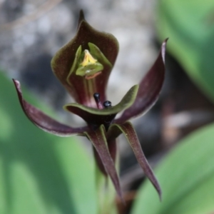 Chiloglottis valida at Paddys River, ACT - 8 Dec 2018