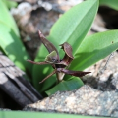 Chiloglottis valida at Paddys River, ACT - suppressed