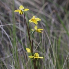 Diuris monticola (Highland Golden Moths) at Paddys River, ACT - 8 Dec 2018 by PeterR