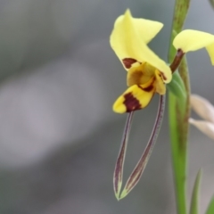 Diuris sulphurea (Tiger Orchid) at Paddys River, ACT - 8 Dec 2018 by PeterR