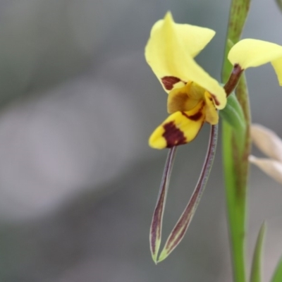 Diuris sulphurea (Tiger Orchid) at Paddys River, ACT - 8 Dec 2018 by PeterR