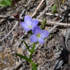 Veronica gracilis (Slender Speedwell) at Bolaro, NSW - 28 Nov 2017 by DavidMcKay