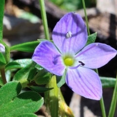 Veronica gracilis at Bolaro, NSW - 28 Nov 2017