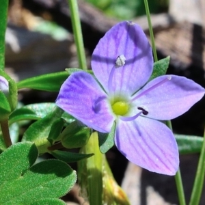 Veronica gracilis at Bolaro, NSW - 28 Nov 2017