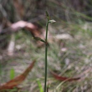 Calochilus sp. at Tennent, ACT - suppressed