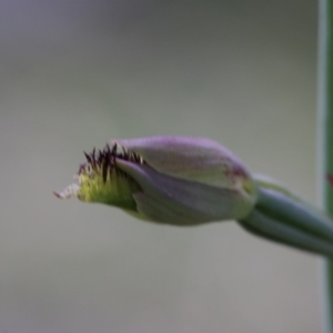 Calochilus sp. at Tennent, ACT - suppressed