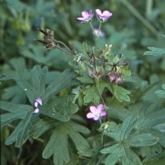 Geranium solanderi var. solanderi (Native Geranium) at Wonboyn, NSW - 27 Jan 1996 by BettyDonWood