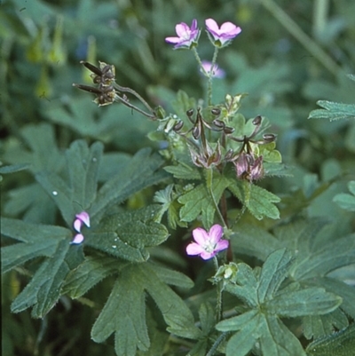 Geranium solanderi var. solanderi (Native Geranium) at Wonboyn, NSW - 27 Jan 1996 by BettyDonWood