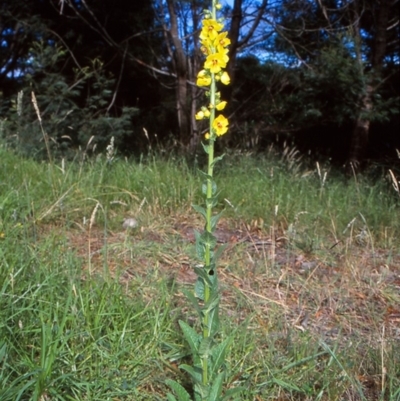 Verbascum virgatum (Green Mullein) at Wonboyn, NSW - 29 Jan 1996 by BettyDonWood