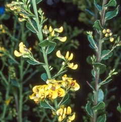 Daviesia buxifolia (Box-leaf Bitter-pea) at Nullica State Forest - 15 Oct 1996 by BettyDonWood