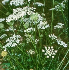Daucus carota (Wild Carrot) at Bega, NSW - 1 May 1997 by BettyDonWood