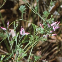 Fumaria muralis subsp. muralis (Wall Fumitory) at Undefined - 9 Dec 1996 by BettyDonWood