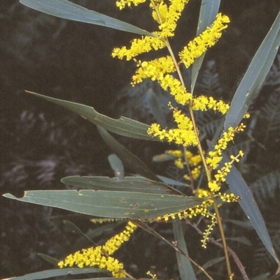 Acacia longifolia subsp. longifolia (Sydney Golden Wattle) at Doctor George Mountain, NSW - 6 Jul 1997 by BettyDonWood