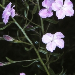 Coopernookia barbata (Purple Coopernookia) at Mumbulla State Forest - 15 Oct 1997 by BettyDonWood