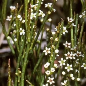 Choretrum pauciflorum at Tuross, NSW - 14 Dec 1996 12:00 AM