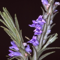 Chloanthes parviflora (Flowered Ice Plant) at Wadbilliga National Park - 28 Nov 1996 by BettyDonWood