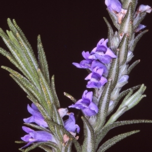 Chloanthes parviflora at Tuross, NSW - 29 Nov 1996