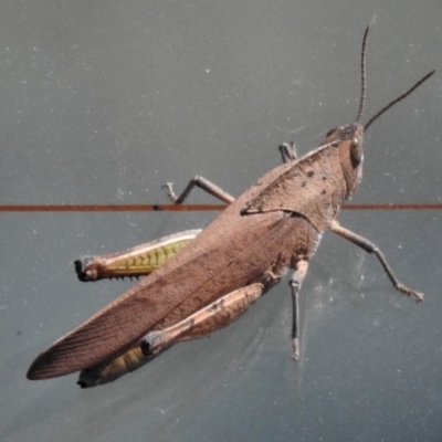 Goniaea australasiae (Gumleaf grasshopper) at Coree, ACT - 17 Dec 2018 by JohnBundock