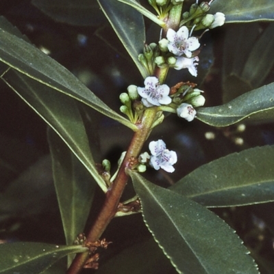 Myoporum acuminatum (Boobialla) at Narooma Region, NSW - 10 Nov 1996 by BettyDonWood