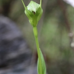 Pterostylis monticola (Large Mountain Greenhood) at Cotter River, ACT - 8 Dec 2018 by PeterR