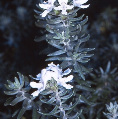 Westringia fruticosa (Native Rosemary) at Narooma Region, NSW - 8 Apr 1997 by BettyDonWood