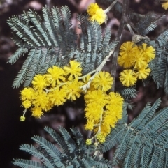 Acacia dealbata subsp. subalpina (Monaro Silver-wattle) at Gourock National Park - 13 Oct 1997 by BettyDonWood