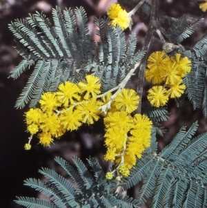 Acacia dealbata subsp. subalpina at Gourock National Park - 13 Oct 1997 12:00 AM