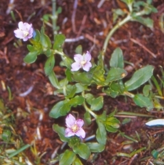 Epilobium curtisiae (Bald-Seeded Willow-Herb) at Namadgi National Park - 13 Jan 2005 by BettyDonWood