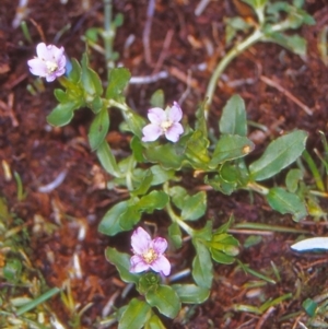 Epilobium curtisiae at Namadgi National Park - 13 Jan 2005