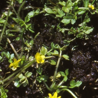 Ranunculus pimpinellifolius (Bog Buttercup) at Namadgi National Park - 25 Nov 2004 by BettyDonWood