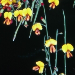 Bossiaea riparia at Namadgi National Park - 23 Nov 2004 by BettyDonWood