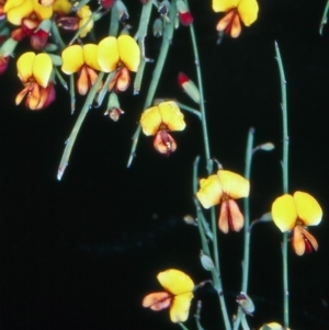 Bossiaea riparia at Namadgi National Park - 23 Nov 2004