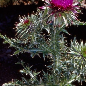 Carduus nutans at Namadgi National Park - 13 Jan 2005