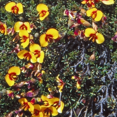 Dillwynia prostrata (Matted Parrot-pea) at Namadgi National Park - 24 Nov 2004 by BettyDonWood