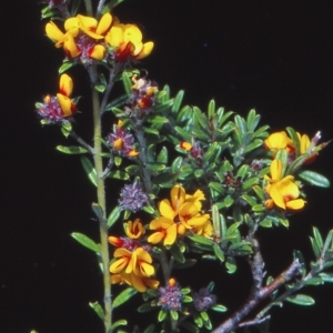 Pultenaea polifolia at Namadgi National Park - 25 Nov 2004