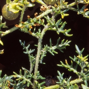 Solanum triflorum at Namadgi National Park - 23 Mar 2006