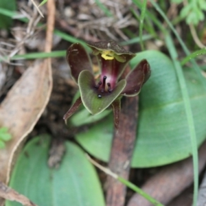 Chiloglottis valida at Cotter River, ACT - suppressed