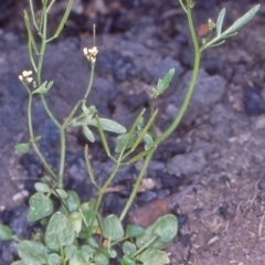 Cardamine paucijuga (Annual Bitter-cress) at Namadgi National Park - 17 Nov 2004 by BettyDonWood