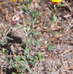 Pultenaea capitellata (Hard-head Bush-pea) at Namadgi National Park - 17 Nov 2004 by BettyDonWood