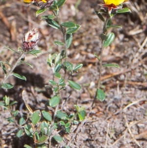 Pultenaea capitellata at Namadgi National Park - 18 Nov 2004 12:00 AM