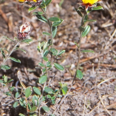 Pultenaea capitellata (Hard-head Bush-pea) at Namadgi National Park - 17 Nov 2004 by BettyDonWood