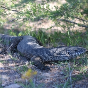 Varanus rosenbergi at Kambah, ACT - suppressed