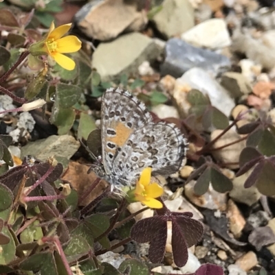 Lucia limbaria (Chequered Copper) at Acton, ACT - 19 Dec 2018 by PeterR